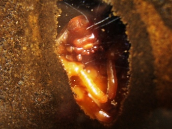 カブトムシの蛹♀ .JPG