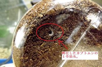 孵化したカブウトムシの幼虫 001.JPG